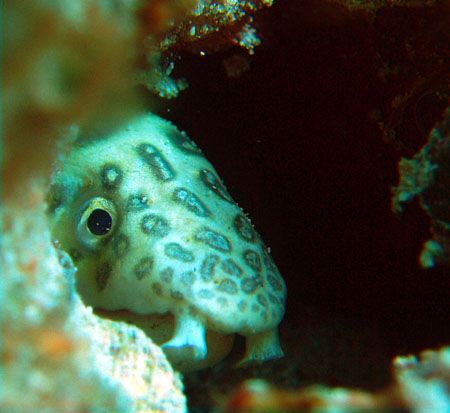 sneaked up on a nice little snake eel and then played hid... by Anna Kinnersly 