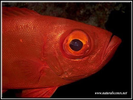 I did not know glasseye's were so red until I took the pi... by Yves Antoniazzo 