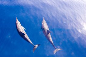 Dolphines, for a long time this 2 dolphines were swimming... by Corina Swan 