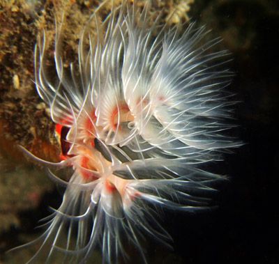 Love watching these tubeworms in the current.. Taiwan.. by Alex Tattersall 