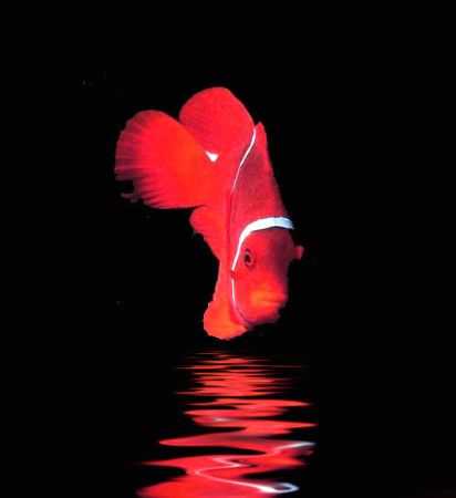 'SPINECHEEK ANEMONE FISH' Housed Nikon F; Niko Mar III ho... by Rick Tegeler 