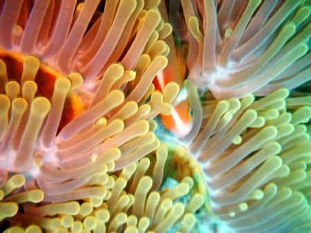 Flaming Anemone hiding a shy clown fish. I took this with... by Patty Sanderson 
