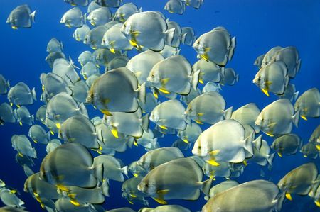 Shoal of bat fish at Ras Mohammed in the Red Sea. Taken w... by Jane Morgan 