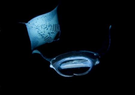 Mantas at night. Kona. Not a composite. 10.5mm wide angle by Andy Lerner 
