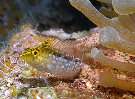 This little Diamond Blenny is one of the most colorful fi... by Jim Chambers 