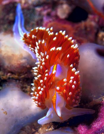 Horned Nudibranch--San Miguel Island, California (Nikon F... by Andrew Dawson 