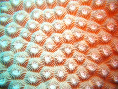 This closeup of a coralhead was taken at Annie's Baumey i... by Patty Sanderson 