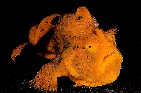 Orange Frogfish. Lembeh straights.
D2x 60mm by Rand Mcmeins 