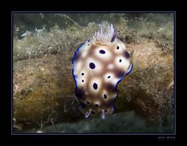 risbecia tryoni--made in Lembeh Strait, North-Sulawesi. by Marc Kuiper 
