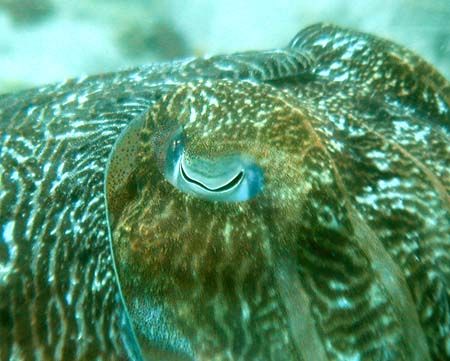 Cuttle fish eye by Joe Edwards 