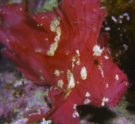 Leaf Scorpionfish-
Solomon Islands Nikon 8008 w 60mm Mic... by Paul Waldeck 