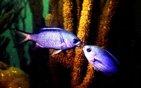 '...AS I WAS SAYING.' Blue Chromis in the sand shallows o... by Rick Tegeler 