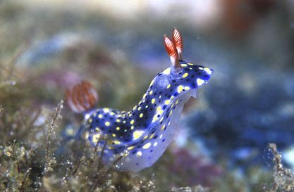 Nudibranch :Nikon F90X, velvia 50,105 macro, Two strobo T... by Marchione Giacomo 