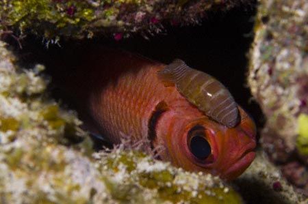 Blackbar Soldierfish w/ Cymothoid Isopod. Wouldn't you fe... by Allan Vandeford 