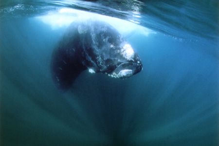 My Southern Right Whale , last photo -seconds before his ... by Ralf Levc 