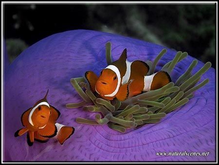 One clown fish is good but two is better. by Yves Antoniazzo 