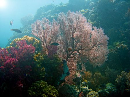Attempt at WA photography !! A gorgonian fan on the Big D... by Alex Tattersall 