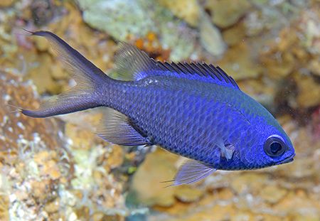 Blue Chromis are a very common fish in the Caribbean, but... by Jim Chambers 