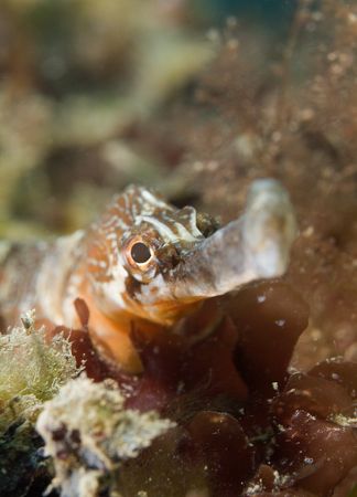 Greater pipefish. 60mm.
Devon. by Derek Haslam 
