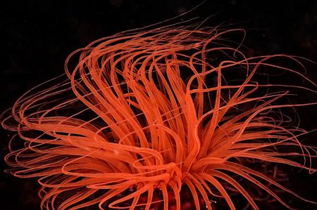 Anemone on fire. D2x, 50mm. by Rand Mcmeins 