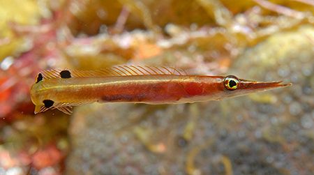 Arrow Blenny (2 cm). These tiny fish are tough to spot, b... by Jim Chambers 