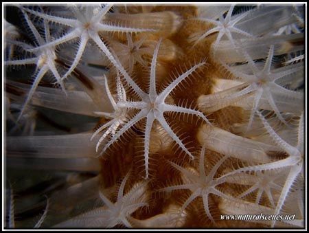 Polyps are amazing creatures especialy when you look at t... by Yves Antoniazzo 