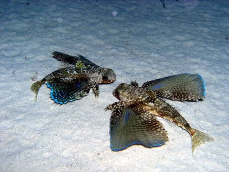 Flying Gurnard taken on a night dive from the Turks and C... by Tim Clark 
