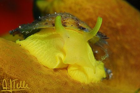 Tylodina perversa: This small umbrella-snail feeds on the... by Arthur Telle Thiemann 