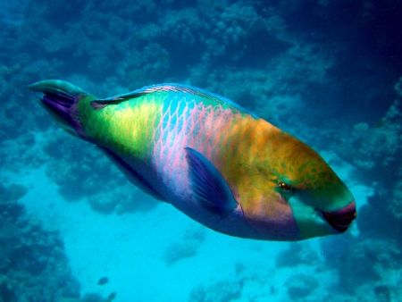 ParrotFish , White Knight reef, Sharm el Sheihk by Steve Laycock 