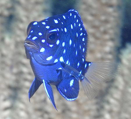 This juvenile Yellowtail Damselfish was one of the toughe... by Jim Chambers 