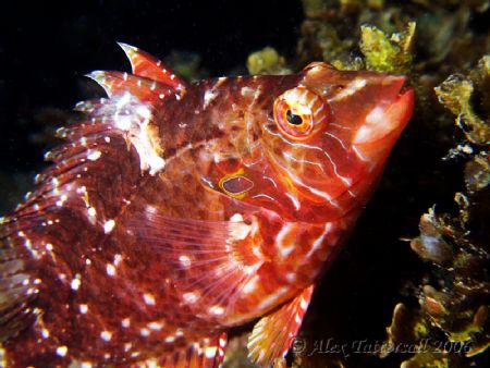 How about a friendly little hawkfish. Taiwan.. e900 by Alex Tattersall 