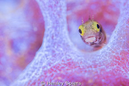 Spinyhead Blenny by Henley Spiers 