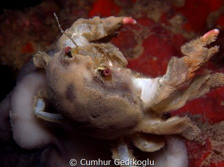 Dromia personata
Sponge Crab by Cumhur Gedikoglu 