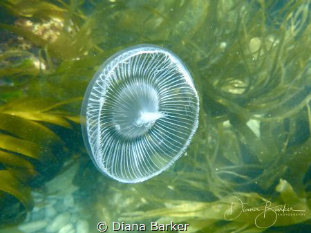 Jellyfish off Portland, English Channel by Diana Barker 