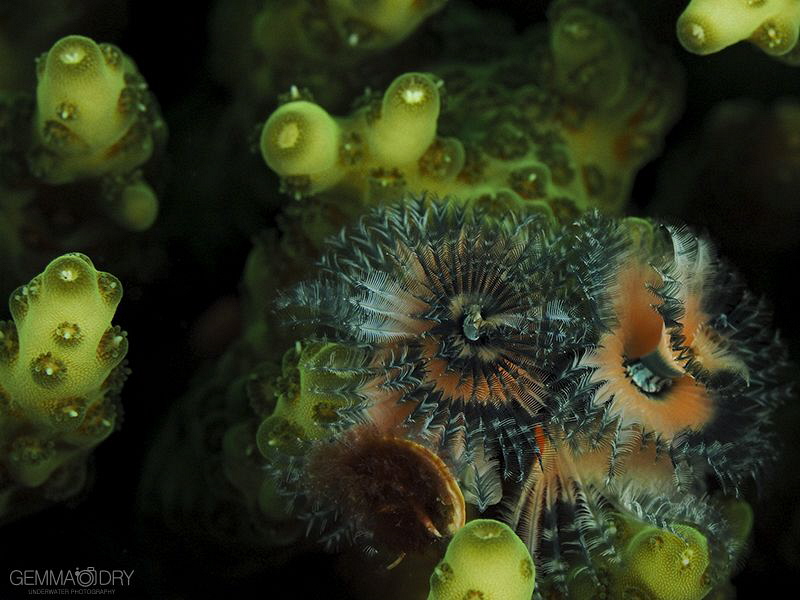 On a dive site of amazing huge subjects sometimes the tin... by Gemma Dry 