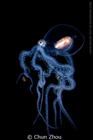 A walking octopus by Chun Zhou 