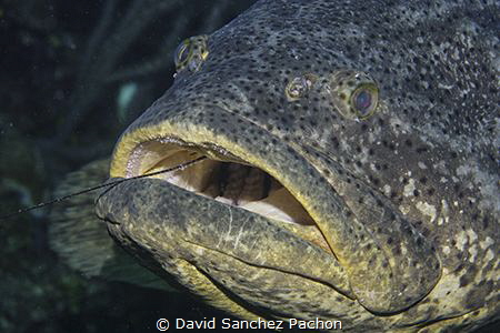 goliat grouper at lunch time by David Sanchez Pachon 