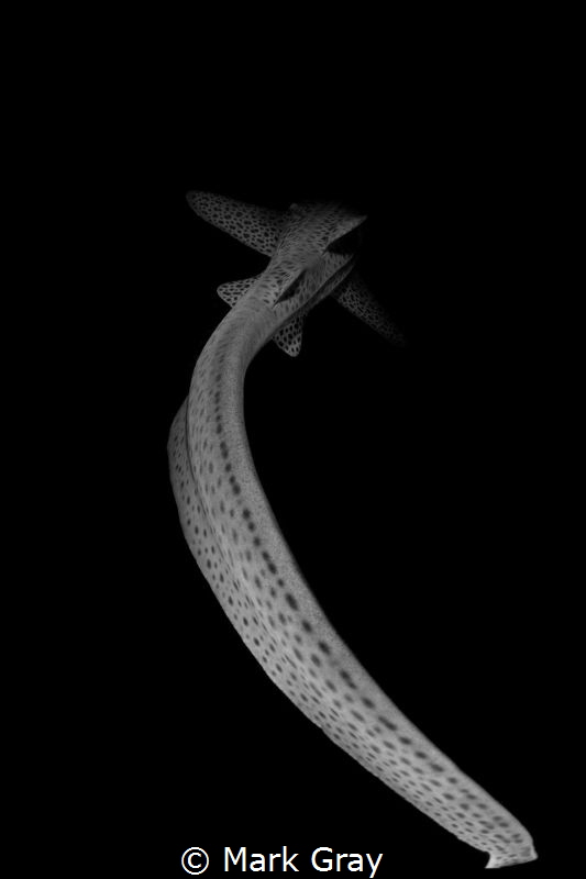 Leopard Shark Tail by Mark Gray 