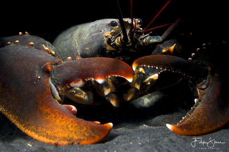 European lobster or common lobster (Homarus gammarus), Ze... by Filip Staes 