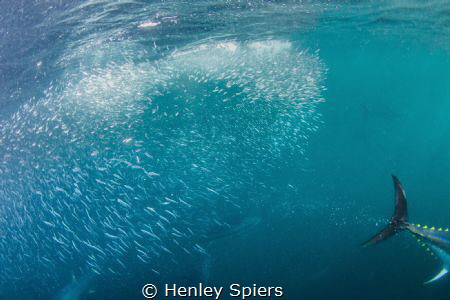 Speedy Tuna Hunting Sardines by Henley Spiers 