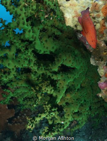 Coral Trout. Raja Ampat. by Morgan Ashton 
