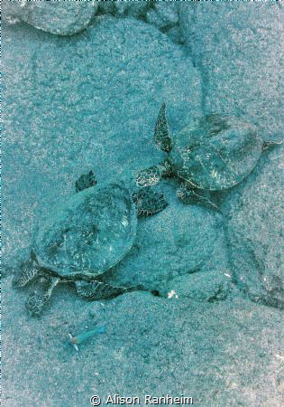 Baby & Mama Turtle, South Kona by Alison Ranheim 