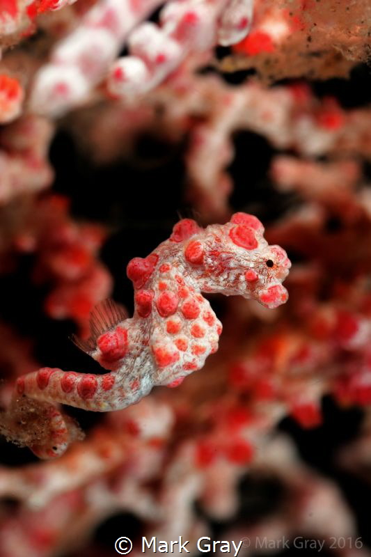 Pygmy Seahorse by Mark Gray 