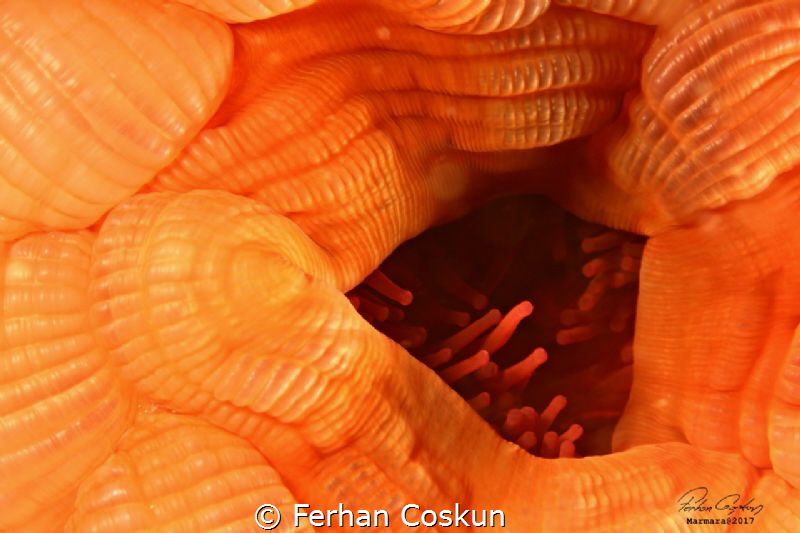 Actinia equina (Domates Anemonu) 
Canon 100D / 60mm ikel... by Ferhan Coskun 