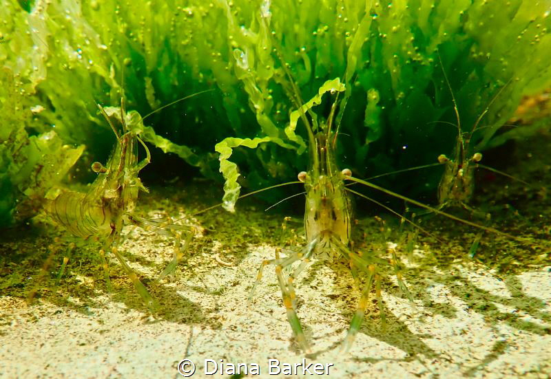 Three prawns in a rock pool, Portland UK by Diana Barker 