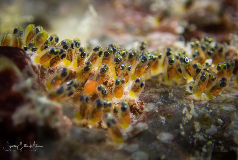 Clownfish eggs, most have already hatched.  Microscope mo... by Steven Miller 