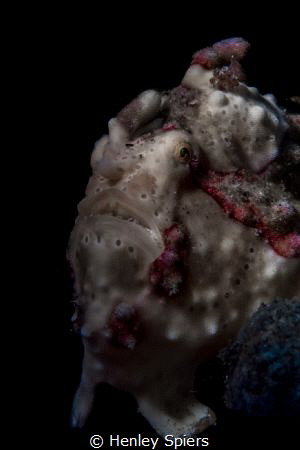 Simple Frogfish - warts and all by Henley Spiers 
