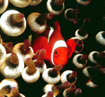 'BUBBLES' Anemonefish (Spine-cheek) in bubble anemone; Wa... by Rick Tegeler 