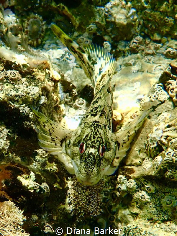 Blenny (Lipophrys polis) off Portland Bill, UK by Diana Barker 