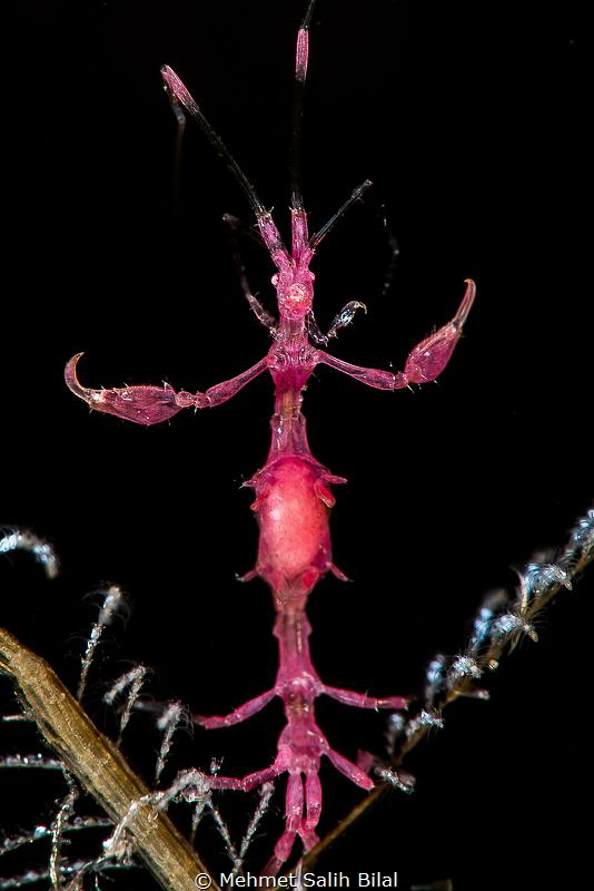 Purple skeleton shrimp with eggs. by Mehmet Salih Bilal 
